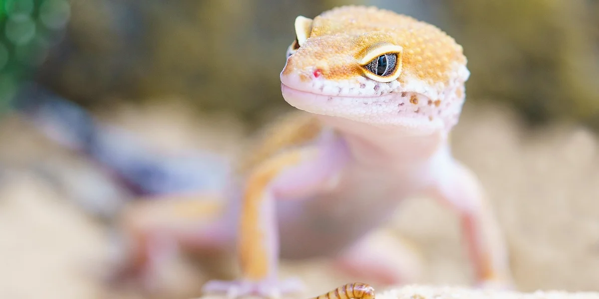 Close-up of a leopard gecko in a terrarium with sandy substrate and blurred greenery in the background.