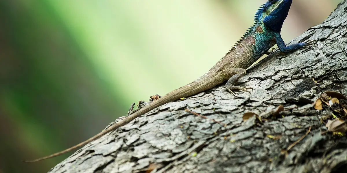 Gecko perched on rough tree bark in a natural setting.