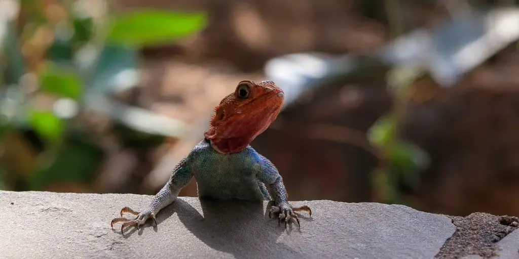 Spot Cleaning vs. Full Clean-Out: Your Gecko Tank Hygiene Guide