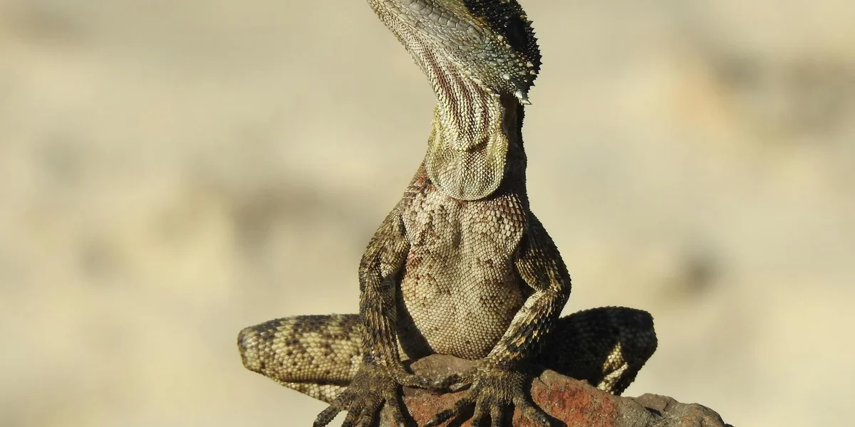 Close-up of a gecko perched on a rock, illustrating careful attention to a reptile's environment