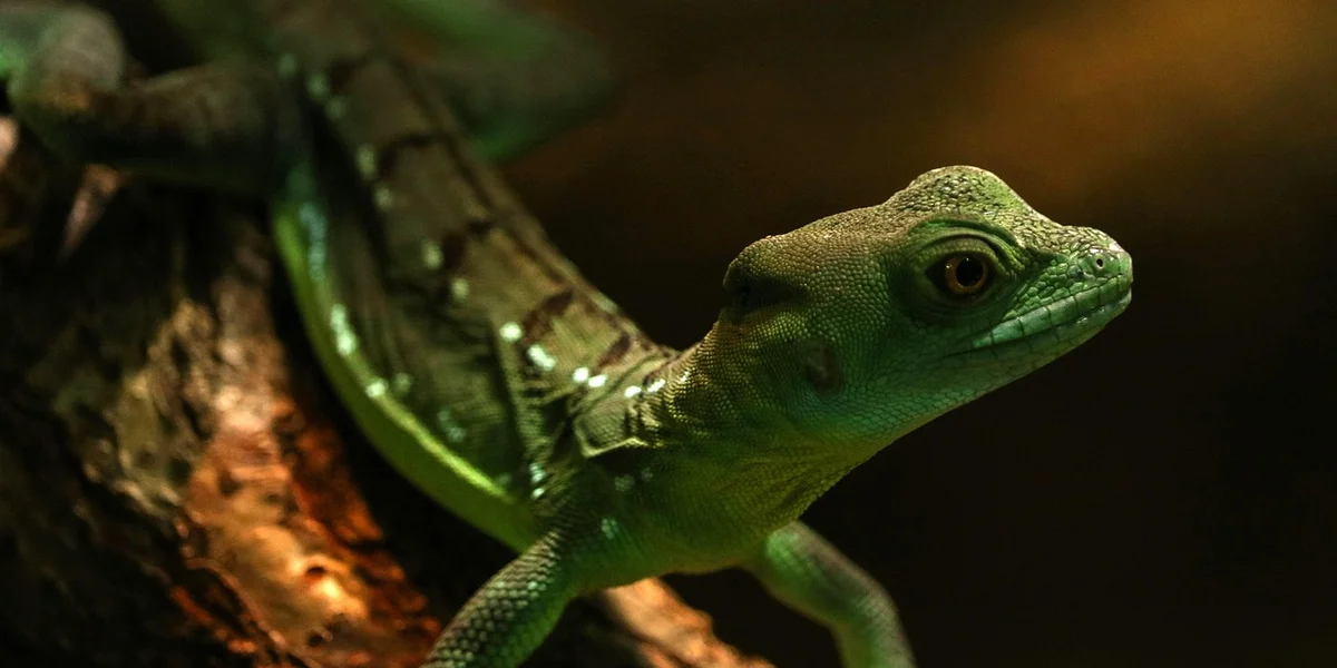 Close-up of a green gecko perched on a branch, looking alert.