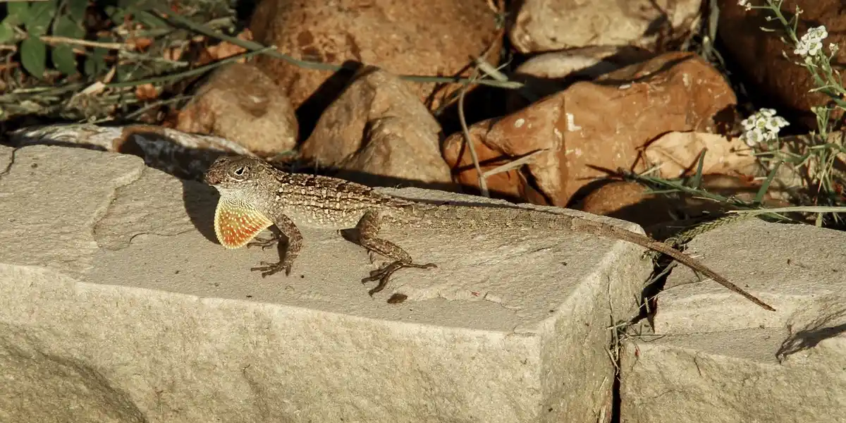 A small gecko perched on a sunlit concrete edge with rocks and sparse vegetation in the background.