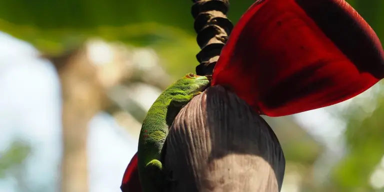Small green gecko clinging to a plant stem in bright outdoor light with a red flower in the background