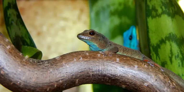 A brown gecko perched on a curved branch with green leaves in the background.