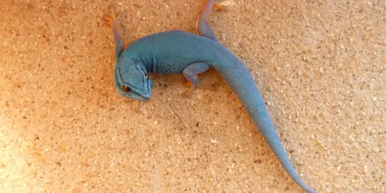 Blue gecko on a sandy surface