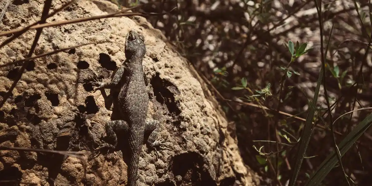 A gecko clinging to a rough rock in a natural outdoor habitat.