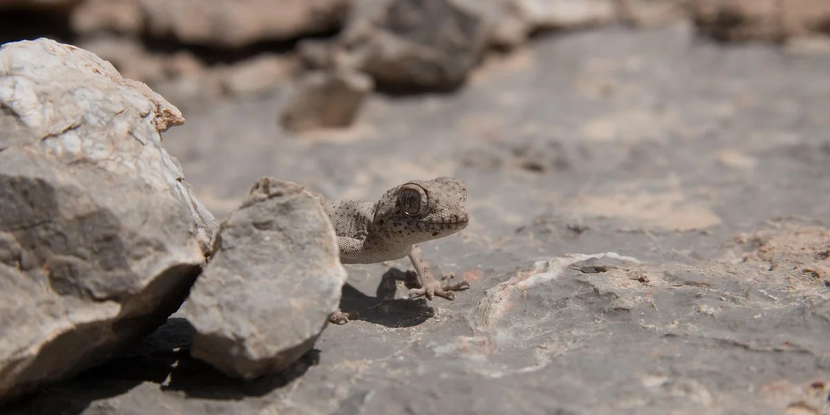 Small gecko perched on a weathered gray rock with rugged, cliff-like terrain in the background.