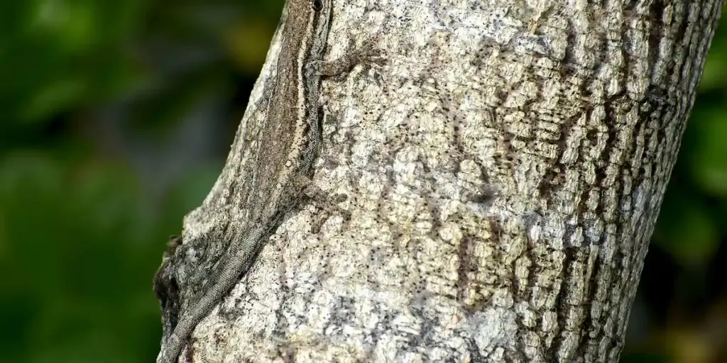 Gecko Size Guide: From Tiny to Large