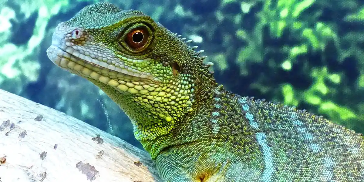 Close-up of a green gecko with textured scales and a prominent eye, set against a leafy background.
