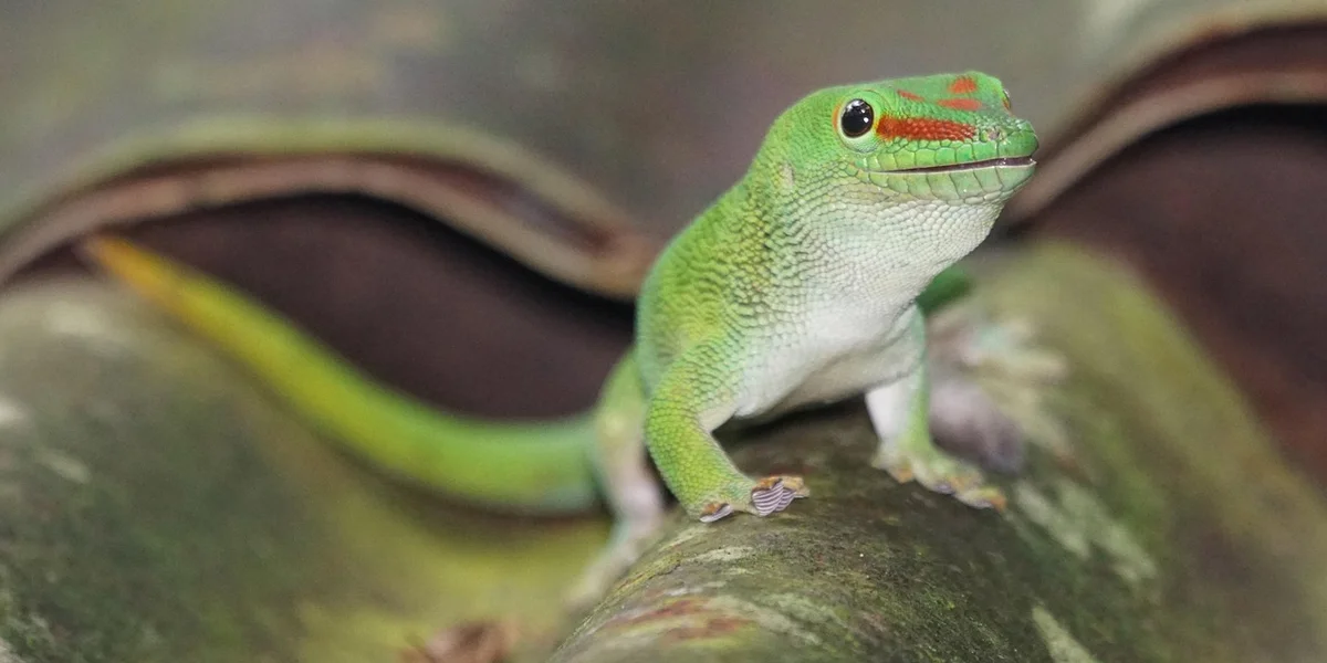 A bright green gecko perched on a branch, facing the camera with alert eyes.