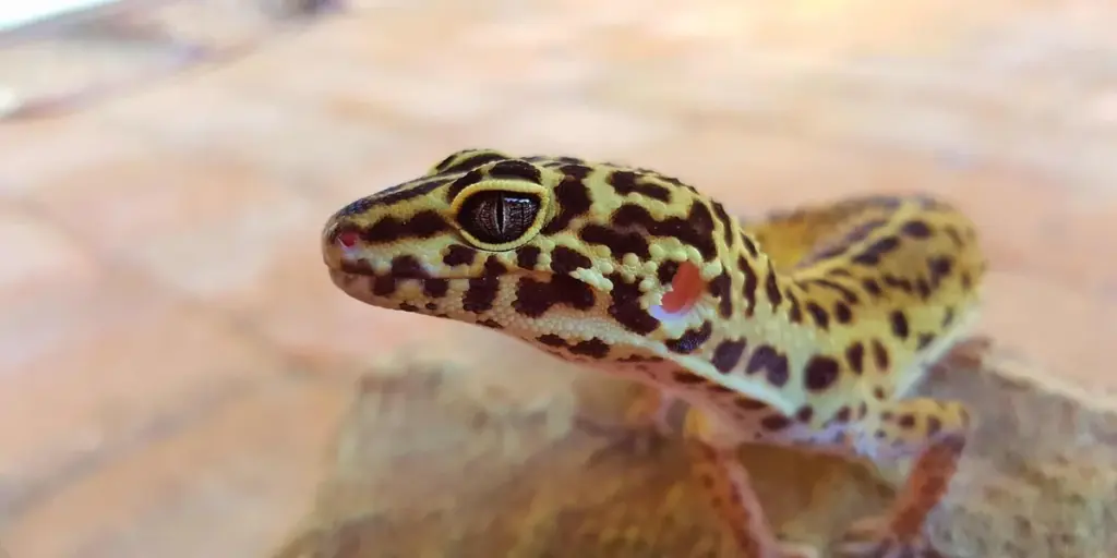 How to Calm a Stressed Gecko: A Practical Guide