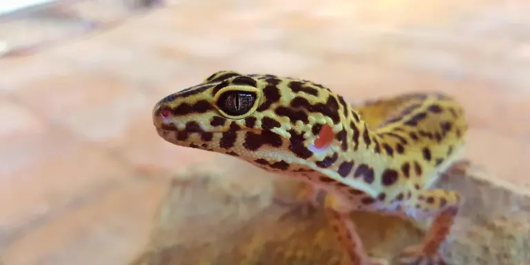 Close-up of a leopard gecko with yellow and brown spotted skin looking toward the camera, perched on a warm, rocky surface.