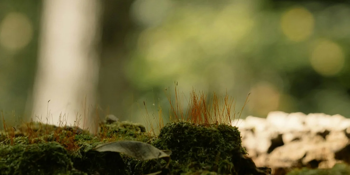 Moss-covered substrate in a gecko terrarium with small rocks and a blurred natural background