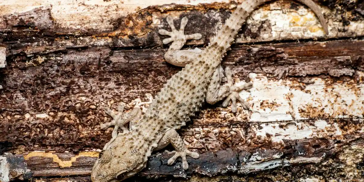 A gecko clinging to textured, bark-like substrate inside a terrarium.