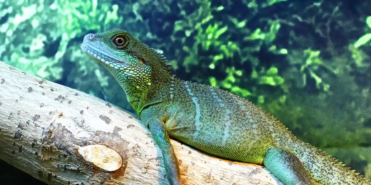 Green gecko perched on a branch inside a leafy terrarium