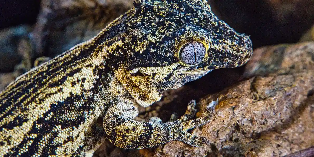 Close-up of a gecko perched on a rocky surface, showing detailed skin texture and colorful pattern