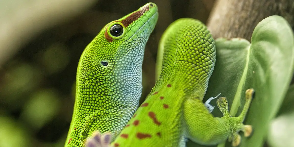 Close-up of a vivid green gecko with a blue throat perched on a leafy surface, eye looking toward the camera.