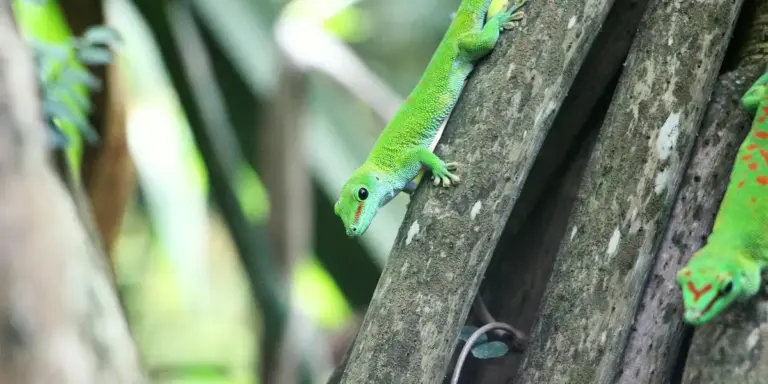 Two green geckos clinging to a textured tree trunk, displaying bright green skin, slender bodies, and distinctive toe pads.