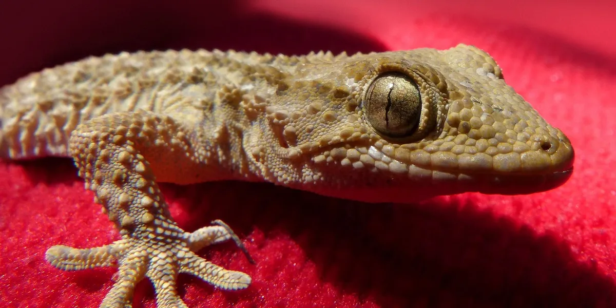 Close-up of a gecko's head and front foot on a red fabric background.