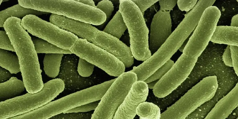 Close-up view of rod-shaped bacteria as an illustration of bacterial skin infections in geckos
