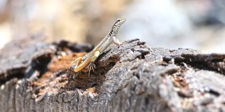 Close-up of a small gecko perched on rough tree bark.