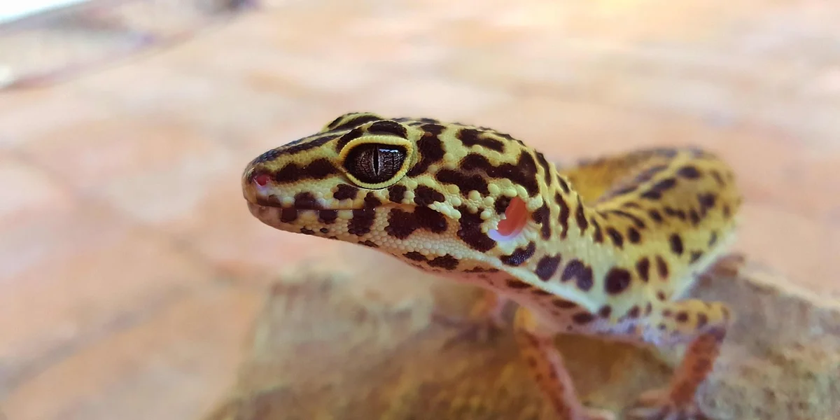 Close-up of a leopard gecko with yellow and brown spotted skin, perched on a rock.