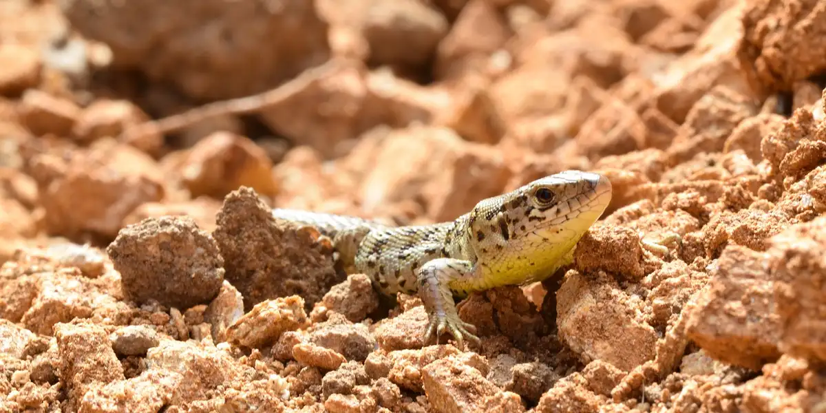 Small gecko on a rocky substrate inside a bioactive terrarium.