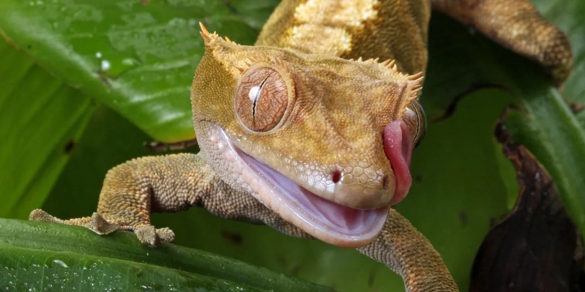 Close-up of a brown crested gecko perched on a green leaf, mouth slightly open and tongue visible, conveying curiosity and a moment of gentle bonding.