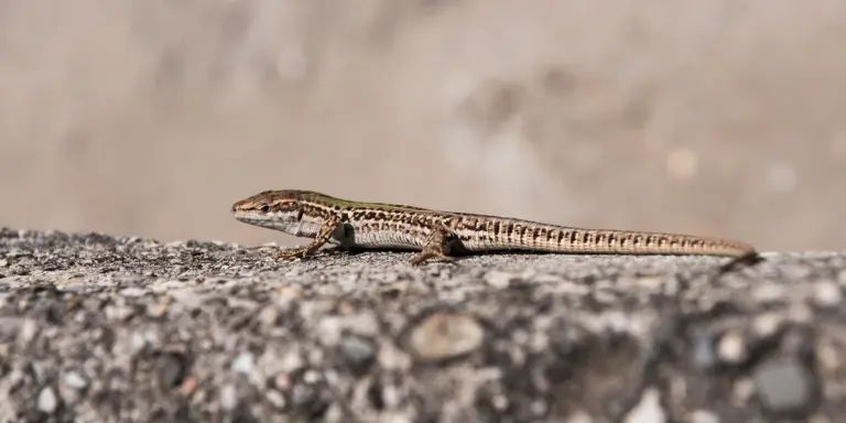 A small gecko on a rough, textured surface.