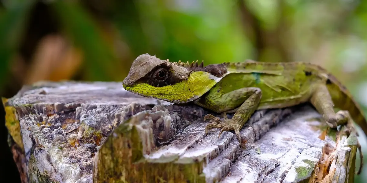 Green gecko resting on a weathered log in a lush, tropical habitat