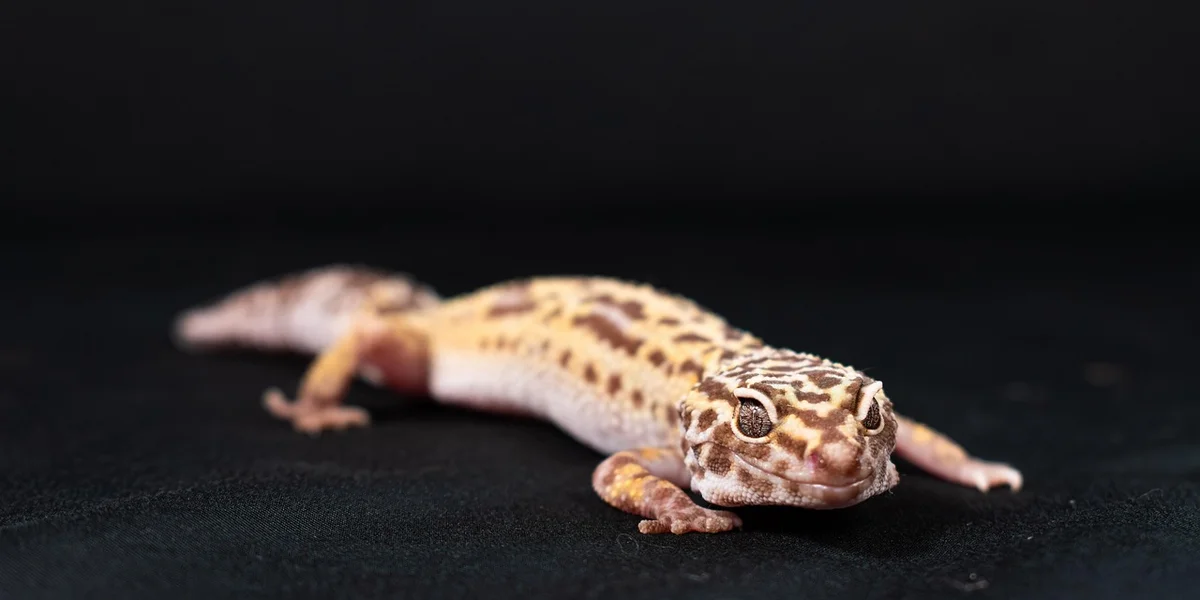 Leopard gecko on a dark, neutral background, close-up view highlighting its spotted pattern