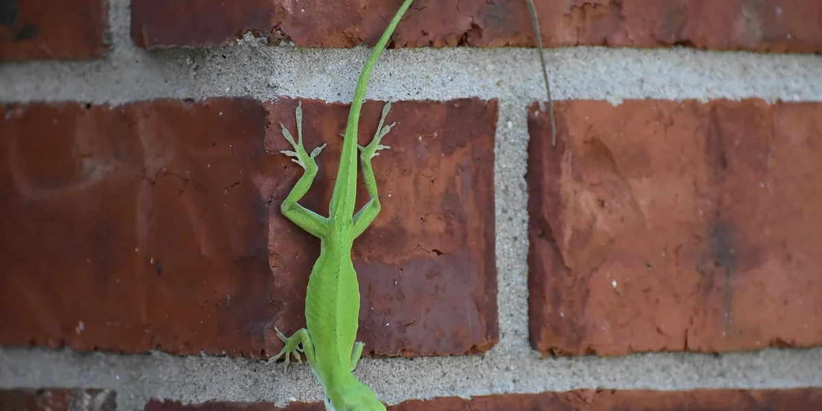 Bright green gecko clinging to a red brick wall