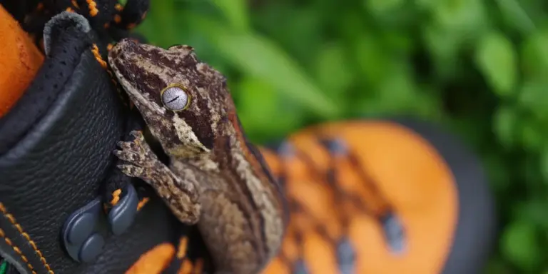 Brown gecko clinging to a camera strap with a lush green background.