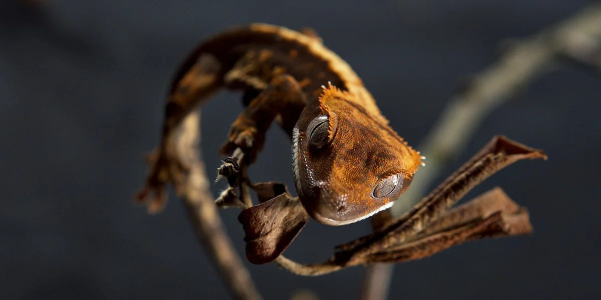 Close-up of a brown gecko clinging to a twig and looking toward the camera.