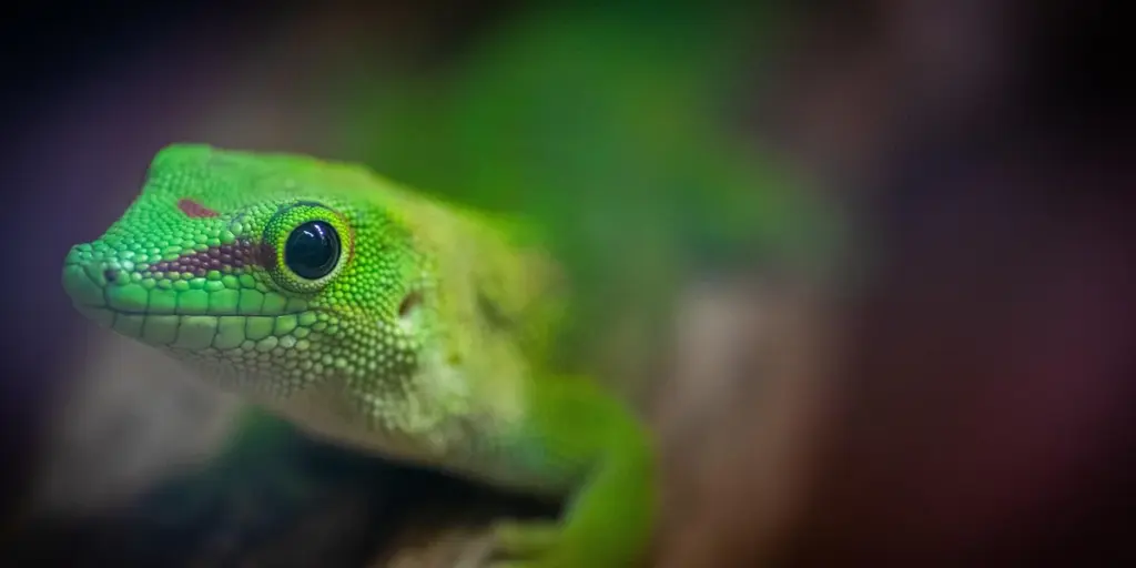 Are Geckos Nocturnal or Diurnal? Activity Patterns Explained