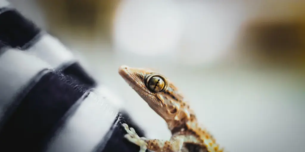 How to Create the Perfect Habitat Humidity for Easy Gecko Shedding