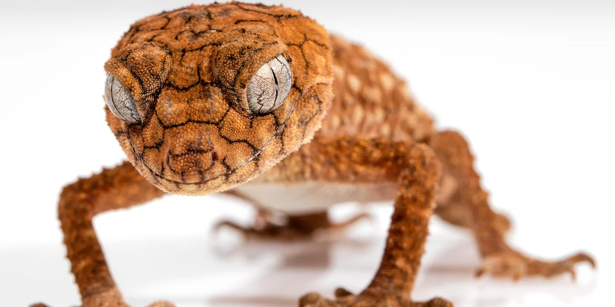 Close-up of an orange gecko with textured skin on a white background