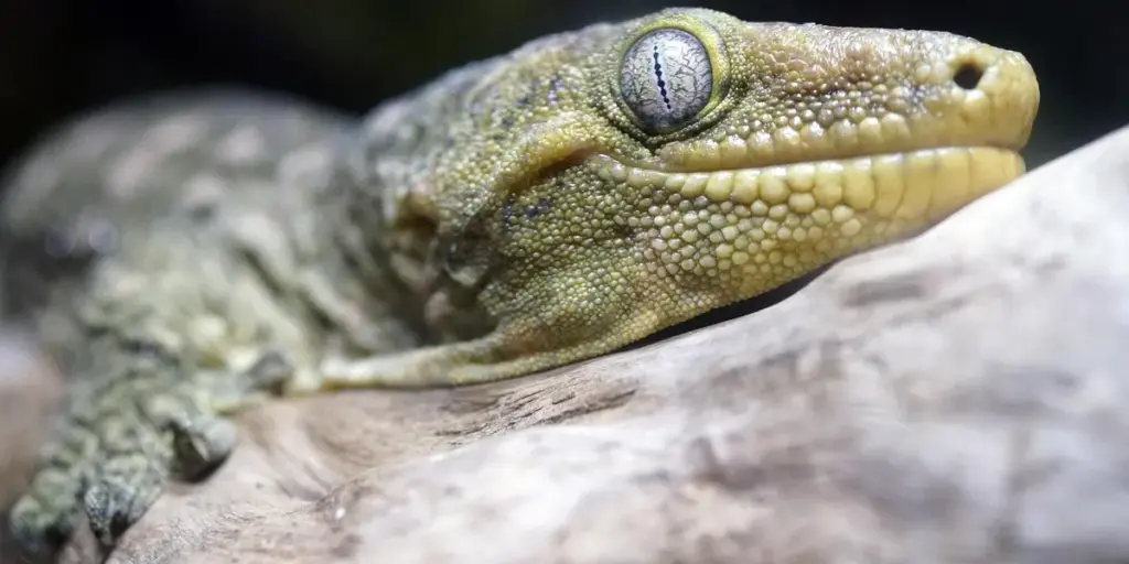 UVB Lighting for Geckos: Debunking a Dangerous Myth