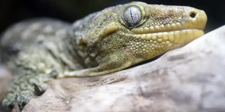 Close-up of a gecko's head resting on a rock, showing textured scales and a pale, alert eye.