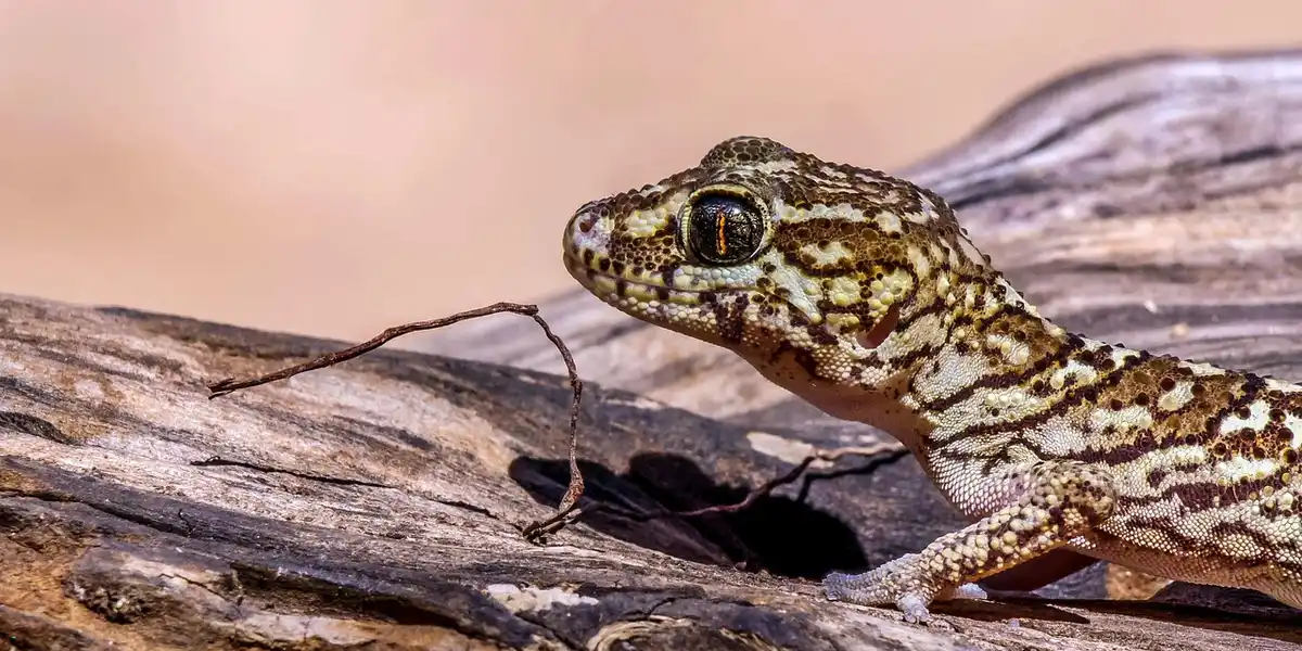 Close-up of a patterned gecko perched on a weathered wooden log