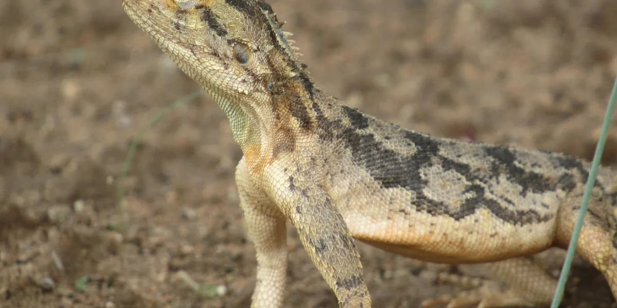 Gecko with a mottled brown and beige pattern on bare soil.