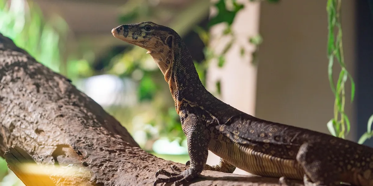 Brown patterned gecko perched on a branch indoors, looking to the left with its tail curling along the branch.