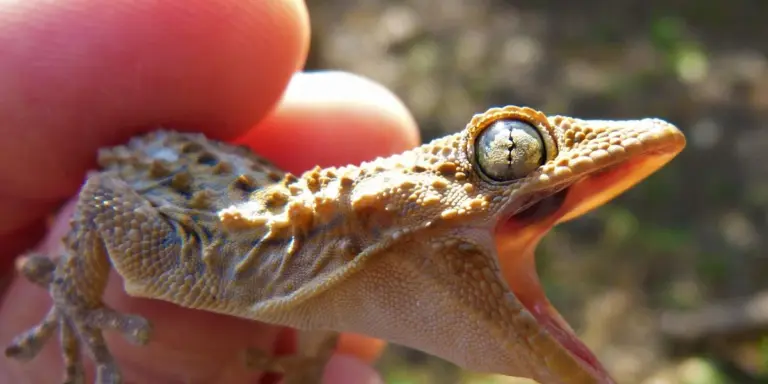 Close-up of a brown gecko with its mouth wide open, displaying a defensive threat gesture.