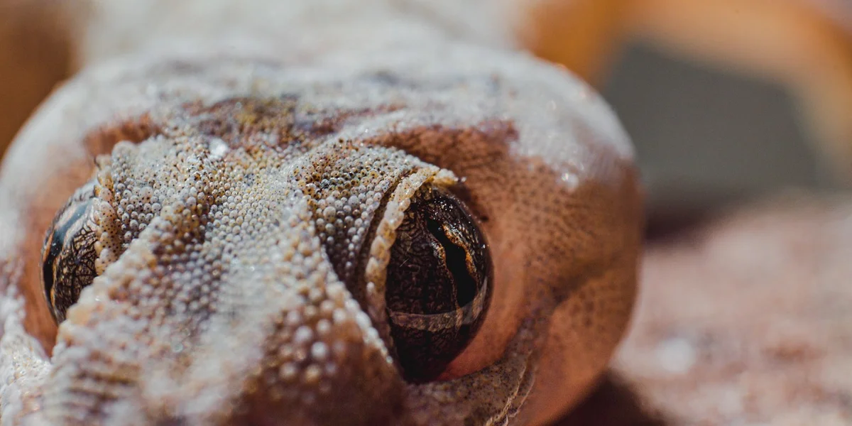 Close-up of a pet gecko's head with textured skin and prominent eye, illustrating dehydration signs to look for.