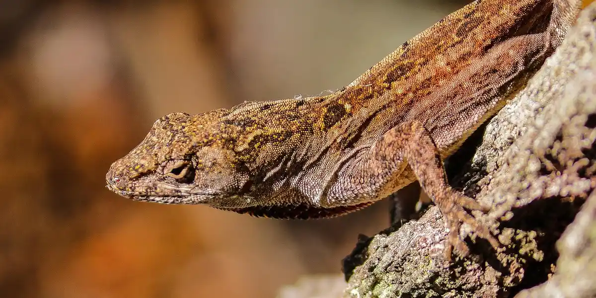 Close-up of a brown gecko clinging to a textured branch, showcasing its rough, patterned skin.