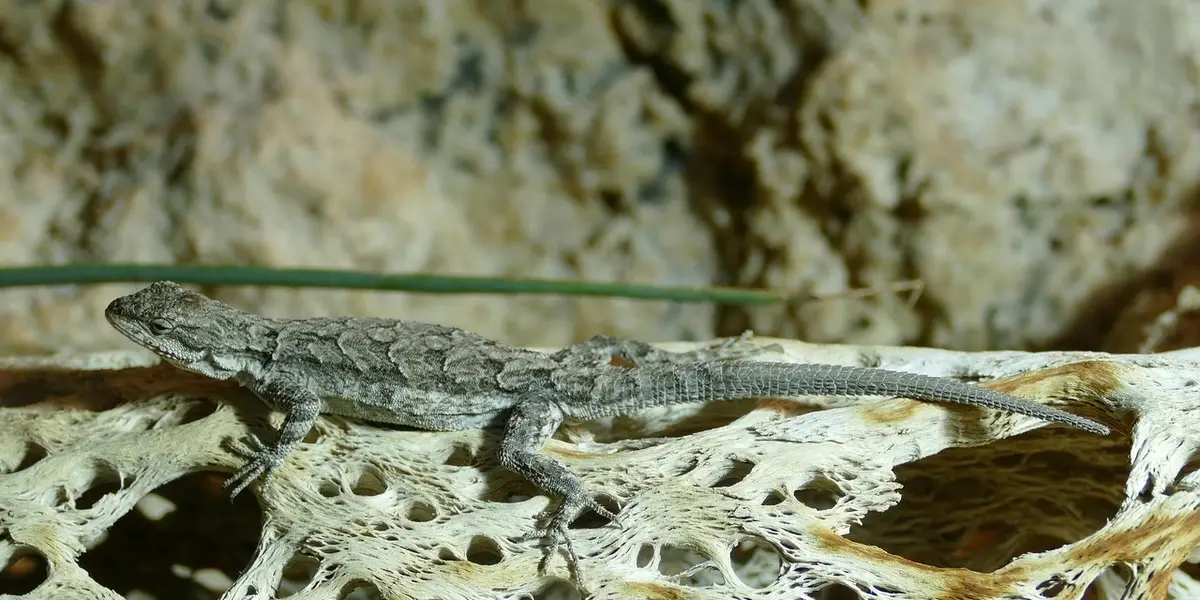 Close-up of a gecko on a textured rock displaying an elongated body and alert posture.