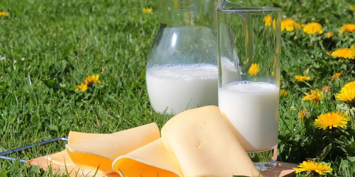 Milk in glass bottles and slices of cheese on a sunlit grassy field with small yellow flowers.