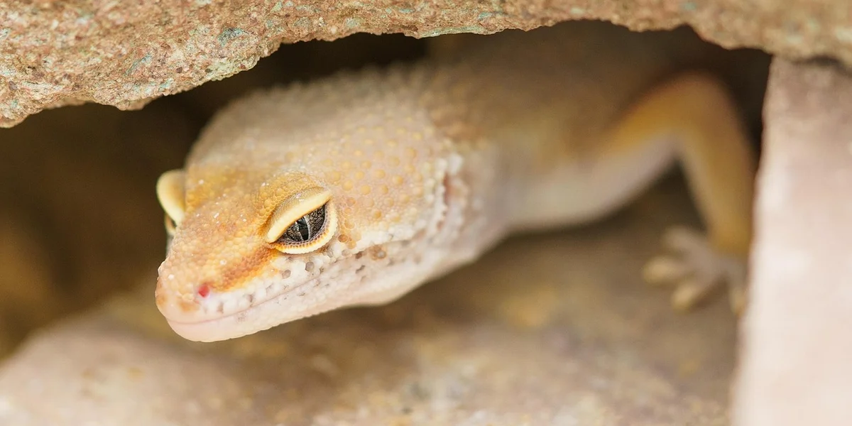 Close-up of a leopard gecko peeking from a rocky crevice.