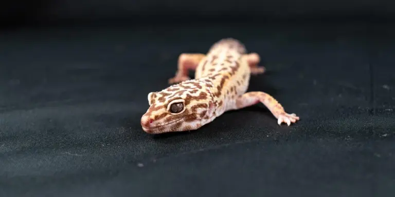 Leopard gecko on a dark surface, looking toward the camera.