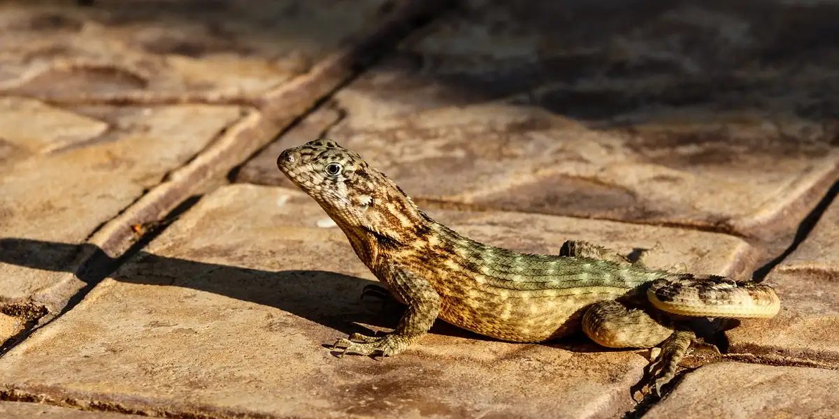 Small gecko on sunlit stone tiles, showing textured skin and an alert head.